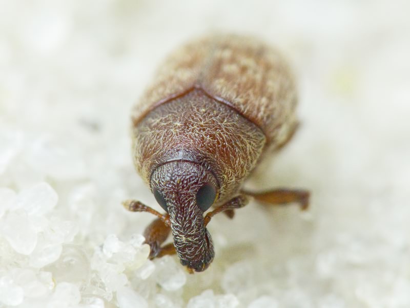 Larinus obtusus Gyllenhal, 1835